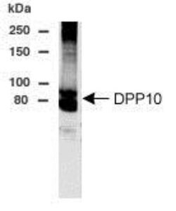 DPP10 Antibody - BSA Free, Novus Biologicals 0.025 mg; Unconjugated:Antibodies,